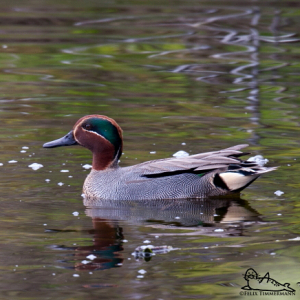 Common teal