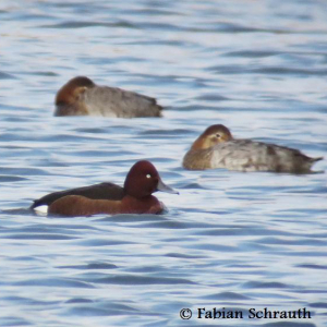 Ferruginous duck