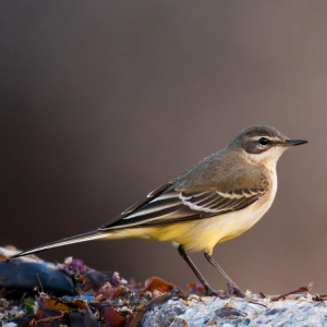 Blue-headed yellow wagtail