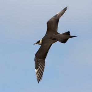 Arctic jaeger