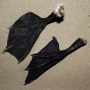 Gannet / Cormorant feet