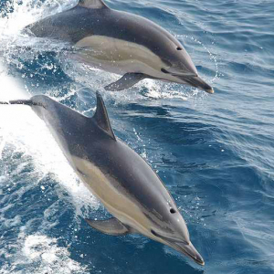 Almindelig delfin