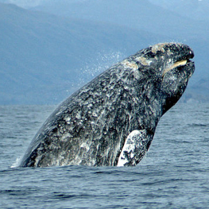 Eschrichtius robustus