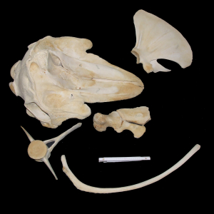 Long-finned pilot whale skull