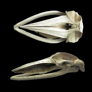 Minke whale skull