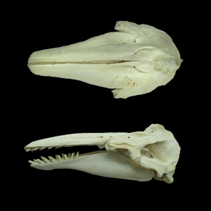 White whale skull