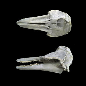 Whitebeaked dolphin skull
