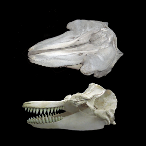 Killer whale skull
