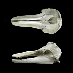 Bottlenose dolphin skull