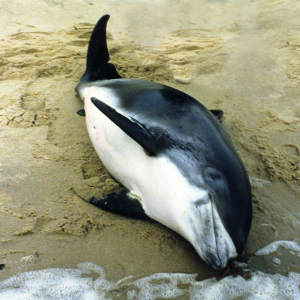 Hvidnæset delfin