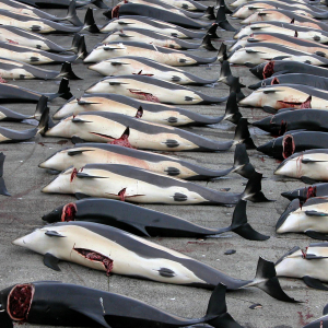 Atlantic white-sided dolphin