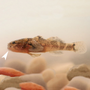 Aziatische bartgrondel