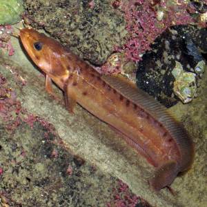 Tretrådet havkvabbe