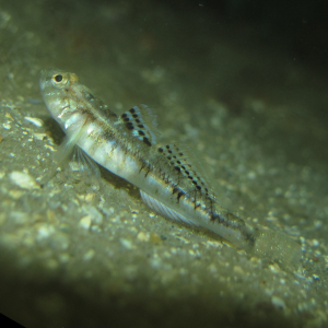 Painted goby