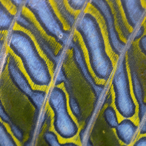 Gebänderter Leierfisch