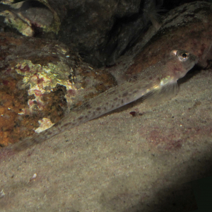 Gefleckter Leierfisch