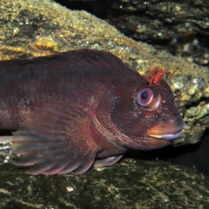 Gestreifter Schleimfisch