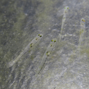 Crystallogobius linearis