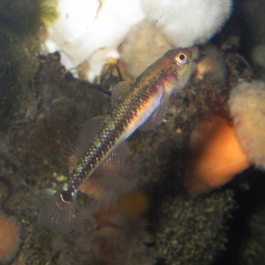 Two-spotted goby 