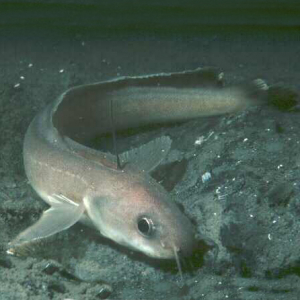 Four-bearded rockling