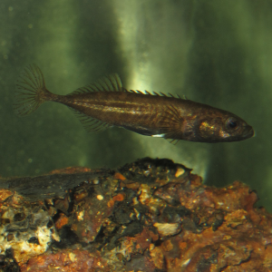 Nine-spined stickleback  