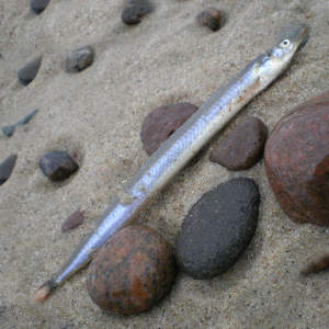 Lesser sand eel