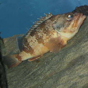 Bleumouth rockfish