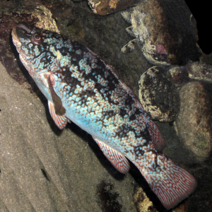 Gefleckter Lippfisch