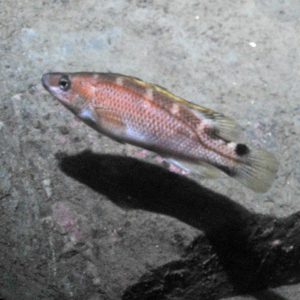 Schuppenflossen-Lippfisch