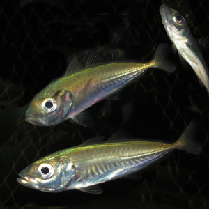 Atlantic horse mackerel