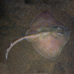 Hellfleckiger Rochen