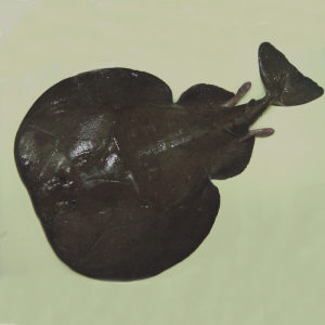 Atlantic electric ray