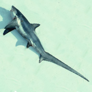 Thresher shark