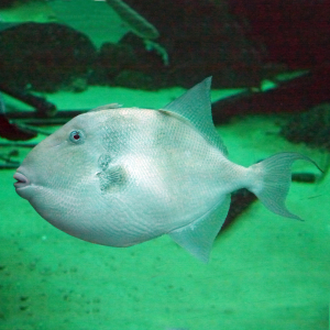 Almindelig aftrækkerfisk