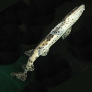 Greater spotted dogfish