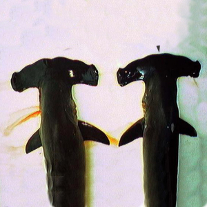 Glattstirn-Hammerhai