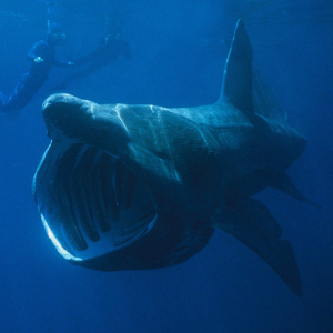 Riesenhai