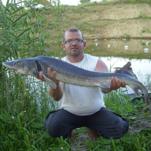 Siberian sturgeon