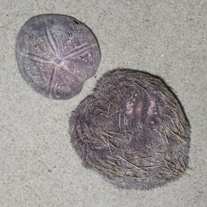 Purple heart urchin