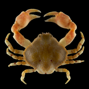 Bryer's nut crab