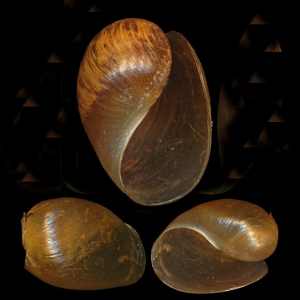 Bubble-shell sea hare