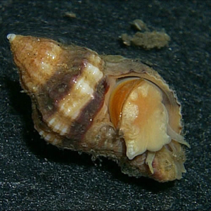 Amerikanischer Austernbohrer