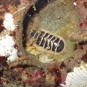 Assel-Käferschnecke