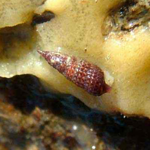 Pointed sponge-snail