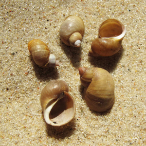Banded chink shell