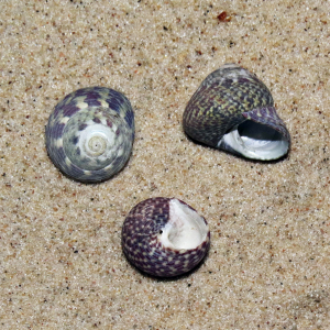 Ungenabelte Kreiselschnecke