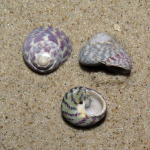 Genabelte Kreiselschnecke