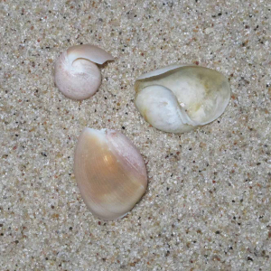 Ausgebuchtete Tönnchenschnecke