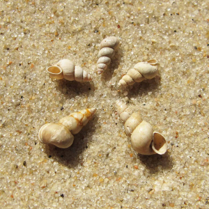 Bauchige Wattschnecke