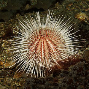 Long spined sea urchin